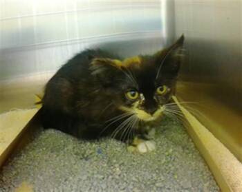 PETUNIA -  Domestic Short Hair Cat for Adoption in Omaha, Nebraska - PETUNIA | PetCurious