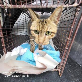 PETUNIA -  Domestic Short Hair Cat for Adoption in San Antonio, Texas - PETUNIA | PetCurious
