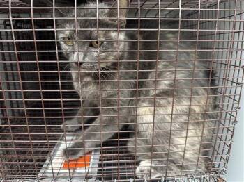 A657750 -  Domestic Short Hair Cat for Adoption in Houston, Texas - A657750 | PetCurious