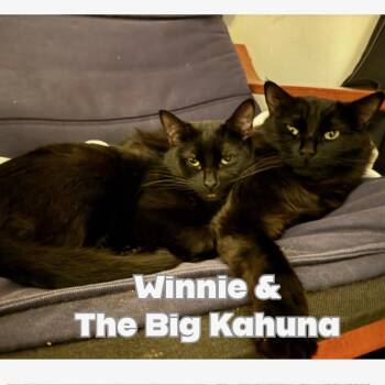 Domestic Short Hair Cats Available for Adoption in Long Beach, California - Winnie | PetCurious
