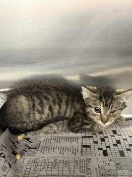 Pen 7 Hildy -  Domestic Short Hair Cat for Adoption in Lawrenceville, Georgia - Pen 7 Hildy | PetCurious