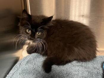 Moon Pie -  Domestic Long Hair Cat for Adoption in Houghton Lake, Michigan - Moon Pie | PetCurious