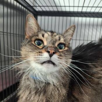 Domestic Long Hair Cats Available for Adoption in Lakeland, Florida - Roman | PetCurious