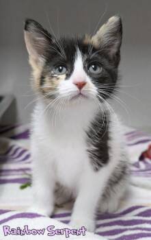 Domestic Short Hair Cats Available for Adoption in Mason, Michigan - Rainbow Serpent | PetCurious