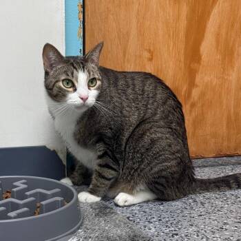 The Rock 29823 -  Domestic Short Hair Cat for Adoption in Middleburg, Florida - The Rock 29823 | PetCurious
