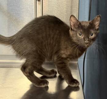NAULA -  Domestic Short Hair Cat for Adoption in Minneapolis, Minnesota - NAULA | PetCurious
