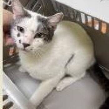 Shiro -  Domestic Short Hair Cat for Adoption in St. Augustine, Florida - Shiro | PetCurious