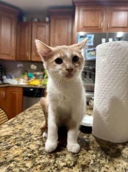 Rescue Domestic Short Hair Cats for Adoption in Richmond, Virginia - Keel | PetCurious