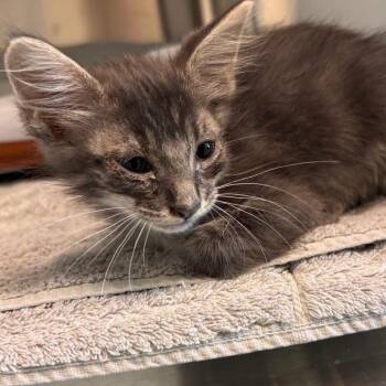Chipmunk -  Domestic Medium Hair Cat for Adoption in Norman, Oklahoma - Chipmunk | PetCurious
