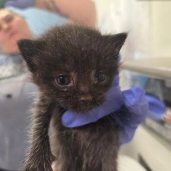 Bologna Barb -  Domestic Short Hair Cat for Adoption in Charleston, West Virginia - Bologna Barb | PetCurious