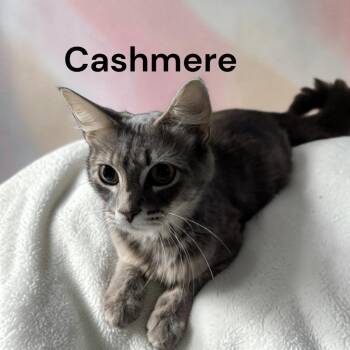 Cashmere -  Tabby Cat for Adoption in Weems, Virginia - Cashmere | PetCurious