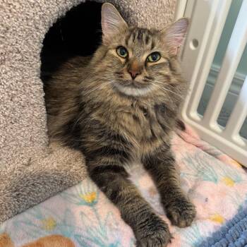 Domestic Medium Hair Cats Available for Adoption - Squeakers | PetCurious