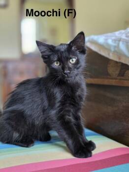 Moochie -  Bombay Cat for Adoption in Tustin, California - Moochie | PetCurious