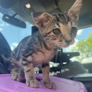 Bean -  Domestic Short Hair Cat for Adoption in Lake Jackson, Texas - Bean | PetCurious