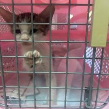 Nugget -  Domestic Short Hair Cat for Adoption in West Palm Beach, Florida - Nugget | PetCurious