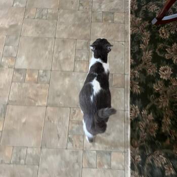 Domestic Short Hair Cats Available for Adoption in San Antonio, Texas - Samatha Aka Sammie | PetCurious