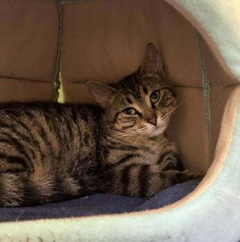 Natalie -  Domestic Short Hair Cat for Adoption in Toronto, Ontario - Natalie | PetCurious