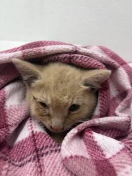 Domestic Short Hair Cats Available for Adoption in West Chester, Pennsylvania - Terra | PetCurious