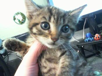 A1266186 -  Domestic Short Hair Cat for Adoption in Charlotte, North Carolina - A1266186 | PetCurious