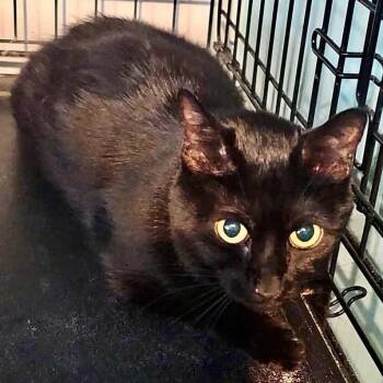 CoCo -  Domestic Short Hair Cat for Adoption - CoCo | PetCurious