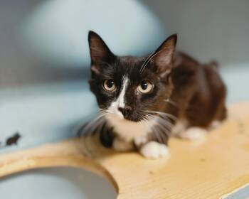 Rescue Domestic Medium Hair Cats for Adoption in Varnville, South Carolina - Jett | PetCurious