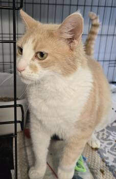 Jack Hanah -  Domestic Short Hair Cat for Adoption in Windsor, Connecticut - Jack Hanah | PetCurious