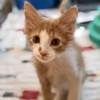 Rocky -  Domestic Short Hair Cat for Adoption in South Elgin, Illinois - Rocky | PetCurious