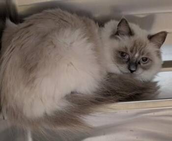 Janie -  Ragdoll Cat for Adoption in Philadelphia, Pennsylvania - Janie | PetCurious