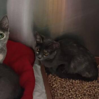 Domestic Short Hair Cats Available for Adoption in Lynchburg, Virginia - Mozzarella | PetCurious