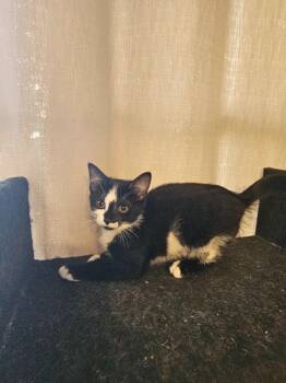 Amelia -  Domestic Short Hair Cat for Adoption in Findlay, Ohio - Amelia | PetCurious