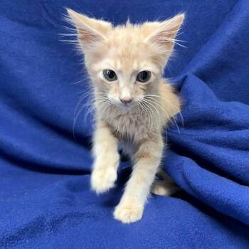 Flowers -  Domestic Short Hair Cat for Adoption in Valdosta, Georgia - Flowers | PetCurious