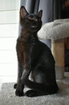 Anna -  Domestic Short Hair Cat for Adoption in Burnaby, British Columbia - Anna | PetCurious