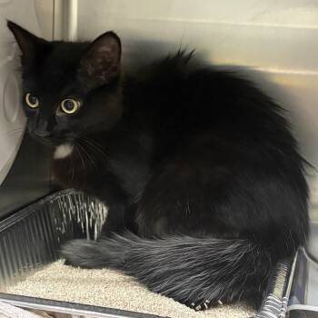 Leda -  Domestic Short Hair Cat for Adoption in Milton, Florida - Leda | PetCurious