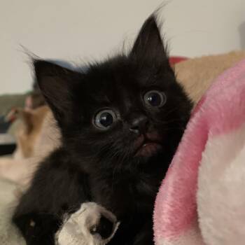 Rainy Stars 16 -  Domestic Long Hair and Domestic Medium Hair Cat for Adoption in Austin, Texas - Rainy Stars 16 | PetCurious