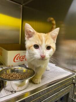 Groot -  Domestic Short Hair Cat for Adoption in Jackson, Tennessee - Groot | PetCurious