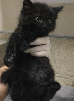 Domestic Short Hair Cats Available for Adoption - SALEM | PetCurious