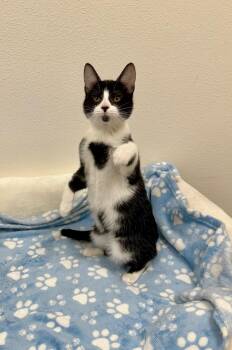 Oppossumy -  Domestic Short Hair Cat for Adoption in Newberg, Oregon - Oppossumy | PetCurious