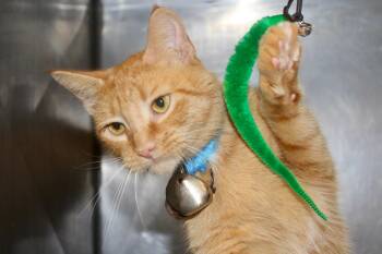 BIG MAC -  Domestic Short Hair and Tabby Cat for Adoption in Brazil, Indiana - BIG MAC | PetCurious