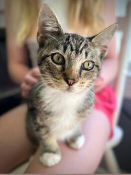 Rescue American Shorthair Cats for Adoption in Austin, Texas - Stormy | PetCurious