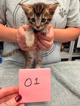 Oakley -  Domestic Short Hair Cat for Adoption in Vancouver, Washington - Oakley | PetCurious