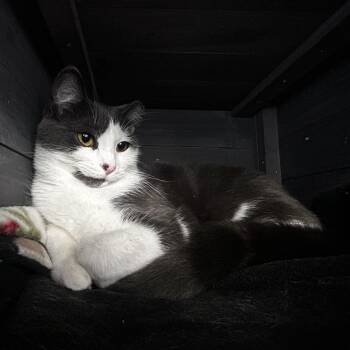 Rescue Domestic Short Hair Cats for Adoption in Grand Rapids, Michigan - Nala | PetCurious