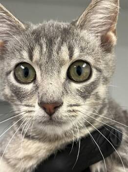 BIRDIE -  Domestic Short Hair Cat for Adoption in Fort Lauderdale, Florida - BIRDIE | PetCurious