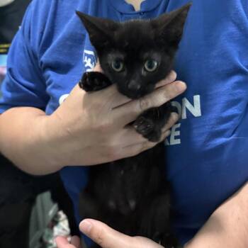 Sandy -  Domestic Short Hair Cat for Adoption in Falls Church, Virginia - Sandy | PetCurious