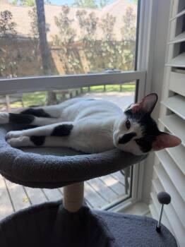 Moo -  Domestic Short Hair Cat for Adoption in The Woodlands, Texas - Moo | PetCurious