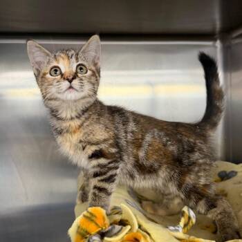 Delta Dawn -  Domestic Short Hair Cat for Adoption in Spanish Fork, Utah - Delta Dawn | PetCurious