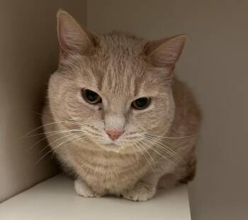 Bella Sarah -  Domestic Short Hair Cat for Adoption in Windsor, Connecticut - Bella Sarah | PetCurious