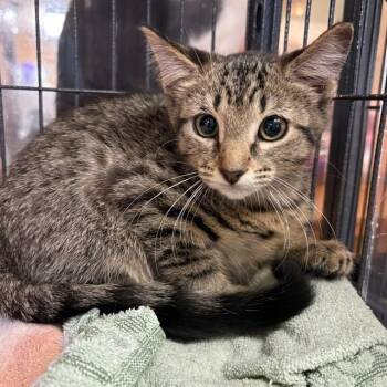 Carrie -  Tabby Cat for Adoption - Carrie | PetCurious