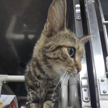 Domestic Short Hair Cats Available for Adoption in Yanceyville, North Carolina - Dory 26-0298 | PetCurious