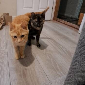 Domestic Short Hair Cats Available for Adoption - Ella | PetCurious