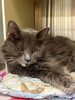 Rescue Domestic Medium Hair Cats for Adoption in Lunenburg, Massachusetts - Ephedia | PetCurious